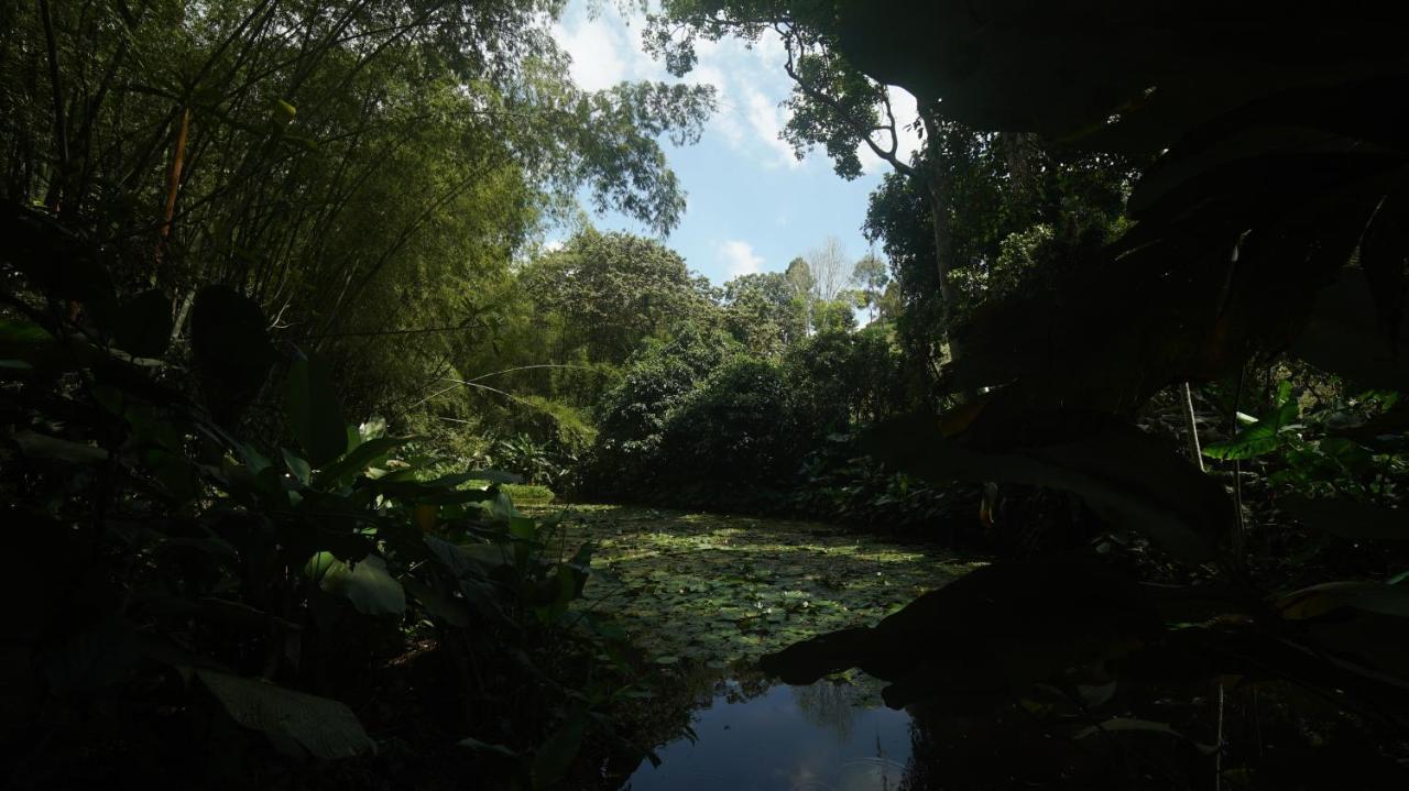 Finca La Argelia Quimbaya Extérieur photo